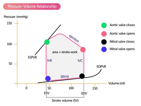 ventricular volume vs lvp